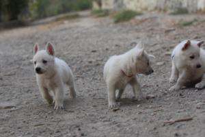 White-Shepherd-Puppies-BTWW-Sparta-140