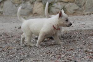White-Shepherd-Puppies-BTWW-Sparta-141