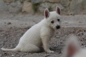 White-Shepherd-Puppies-BTWW-Sparta-146