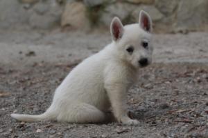 White-Shepherd-Puppies-BTWW-Sparta-147