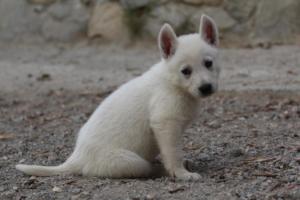 White-Shepherd-Puppies-BTWW-Sparta-148