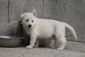 White-Shepherd-Puppies-BTWW-Sparta-166