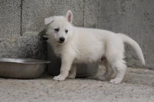 White-Shepherd-Puppies-BTWW-Sparta-167