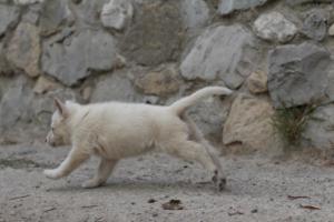White-Shepherd-Puppies-BTWW-Sparta-174