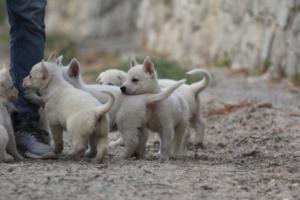 White-Shepherd-Puppies-BTWW-Sparta-182