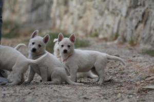 White-Shepherd-Puppies-BTWW-Sparta-183
