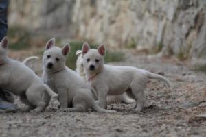 White-Shepherd-Puppies-BTWW-Sparta-184