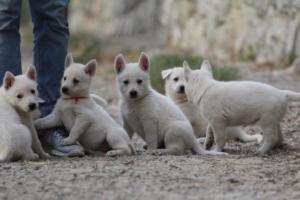 White-Shepherd-Puppies-BTWW-Sparta-185