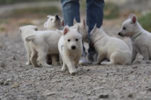 White-Shepherd-Puppies-BTWW-Sparta-186