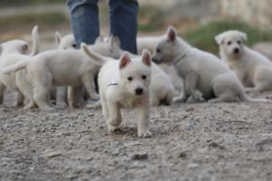White-Shepherd-Puppies-BTWW-Sparta-187