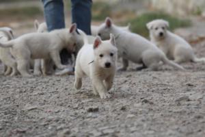 White-Shepherd-Puppies-BTWW-Sparta-188