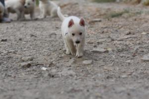 White-Shepherd-Puppies-BTWW-Sparta-189