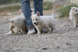 White-Shepherd-Puppies-BTWW-Sparta-190