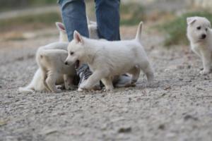 White-Shepherd-Puppies-BTWW-Sparta-191