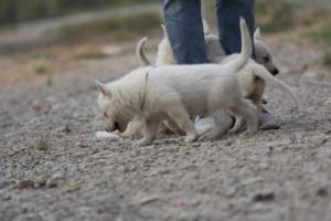 White-Shepherd-Puppies-BTWW-Sparta-192