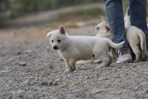 White-Shepherd-Puppies-BTWW-Sparta-193