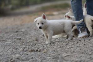 White-Shepherd-Puppies-BTWW-Sparta-194