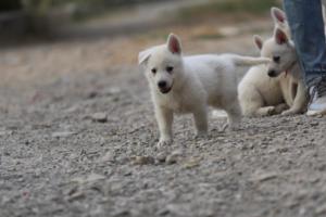 White-Shepherd-Puppies-BTWW-Sparta-195