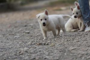 White-Shepherd-Puppies-BTWW-Sparta-196