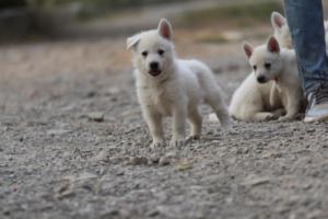 White-Shepherd-Puppies-BTWW-Sparta-197