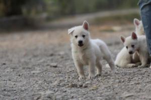 White-Shepherd-Puppies-BTWW-Sparta-198