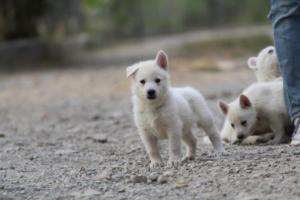 White-Shepherd-Puppies-BTWW-Sparta-199