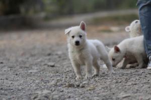 White-Shepherd-Puppies-BTWW-Sparta-200