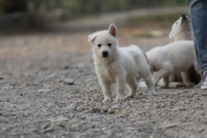 White-Shepherd-Puppies-BTWW-Sparta-201