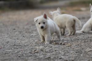 White-Shepherd-Puppies-BTWW-Sparta-202