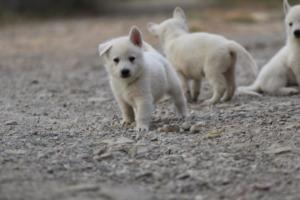 White-Shepherd-Puppies-BTWW-Sparta-203
