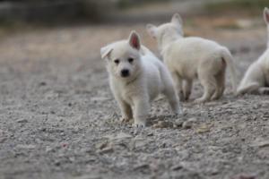 White-Shepherd-Puppies-BTWW-Sparta-204