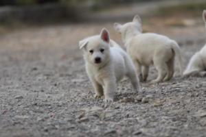 White-Shepherd-Puppies-BTWW-Sparta-205