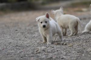 White-Shepherd-Puppies-BTWW-Sparta-206