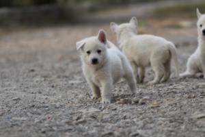 White-Shepherd-Puppies-BTWW-Sparta-207