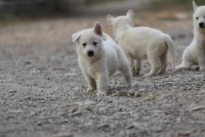 White-Shepherd-Puppies-BTWW-Sparta-208
