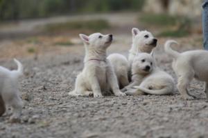 White-Shepherd-Puppies-BTWW-Sparta-209