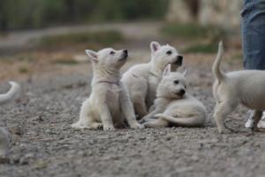 White-Shepherd-Puppies-BTWW-Sparta-210