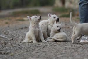 White-Shepherd-Puppies-BTWW-Sparta-211