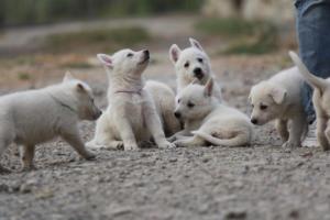 White-Shepherd-Puppies-BTWW-Sparta-212