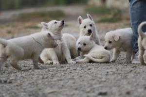 White-Shepherd-Puppies-BTWW-Sparta-213