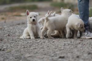 White-Shepherd-Puppies-BTWW-Sparta-214