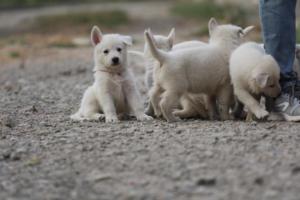 White-Shepherd-Puppies-BTWW-Sparta-215