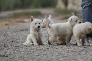 White-Shepherd-Puppies-BTWW-Sparta-216