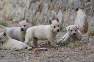 White-Shepherd-Puppies-BTWW-Sparta-217