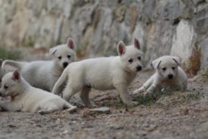 White-Shepherd-Puppies-BTWW-Sparta-218