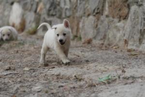White-Shepherd-Puppies-BTWW-Sparta-219
