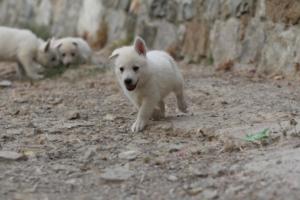 White-Shepherd-Puppies-BTWW-Sparta-220