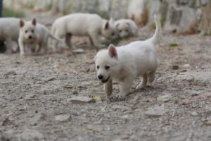 White-Shepherd-Puppies-BTWW-Sparta-221