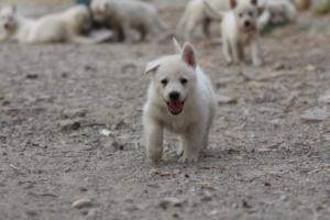 White-Shepherd-Puppies-BTWW-Sparta-222