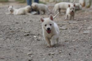 White-Shepherd-Puppies-BTWW-Sparta-223